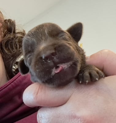 Les chiots de Labrador Retriever
