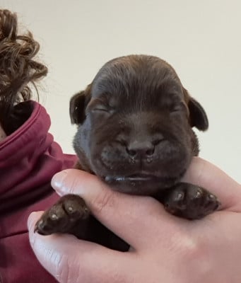 Les chiots de Labrador Retriever