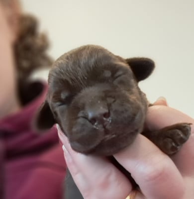 Les chiots de Labrador Retriever