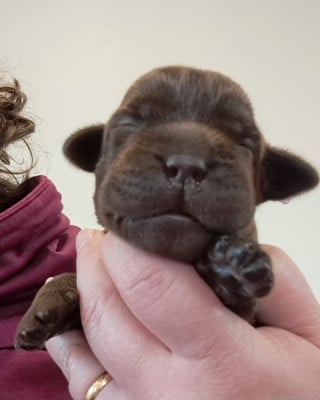 Les chiots de Labrador Retriever