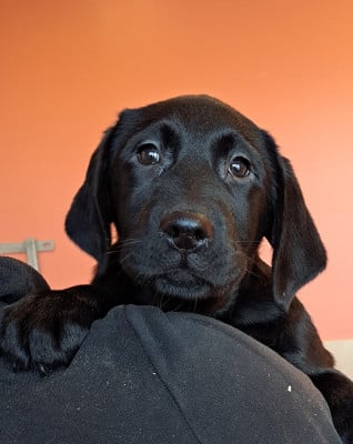 Les chiots de Labrador Retriever