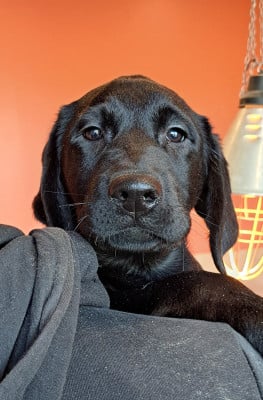 Les chiots de Labrador Retriever