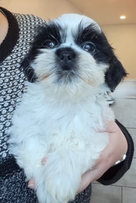 Les chiots de Shih Tzu