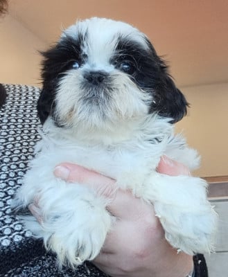 Les chiots de Shih Tzu