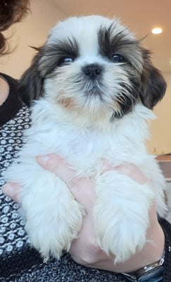 Les chiots de Shih Tzu