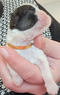 Les chiots de Shih Tzu