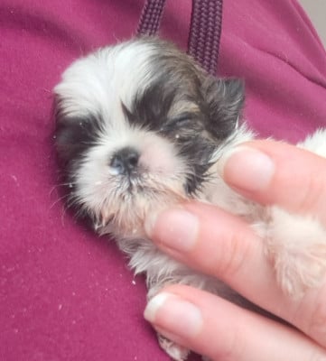 Les chiots de Shih Tzu