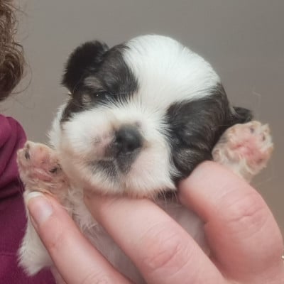 Les chiots de Shih Tzu