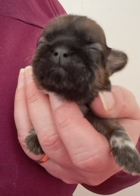 Les chiots de Shih Tzu