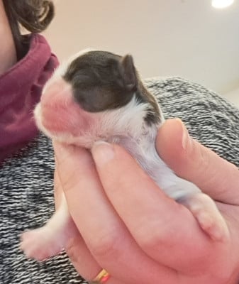 Les chiots de Shih Tzu