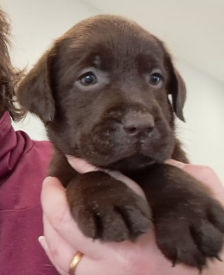 Les chiots de Labrador Retriever