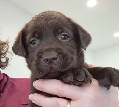 Les chiots de Labrador Retriever