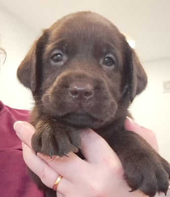 Les chiots de Labrador Retriever