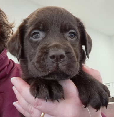 Les chiots de Labrador Retriever