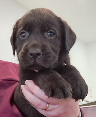Les chiots de Labrador Retriever