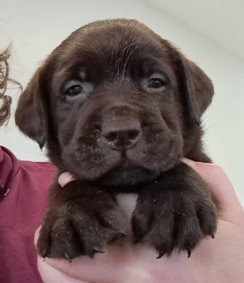 Les chiots de Labrador Retriever