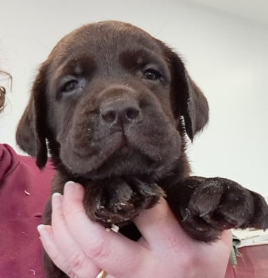Les chiots de Labrador Retriever