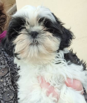 Les chiots de Shih Tzu