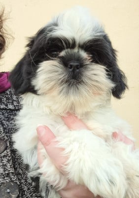 Les chiots de Shih Tzu
