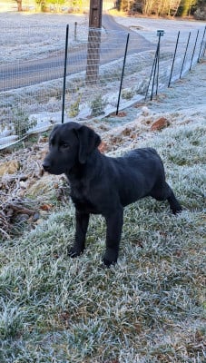 Les chiots de Labrador Retriever