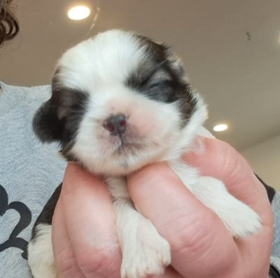 Les chiots de Shih Tzu