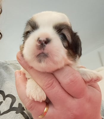 Les chiots de Shih Tzu