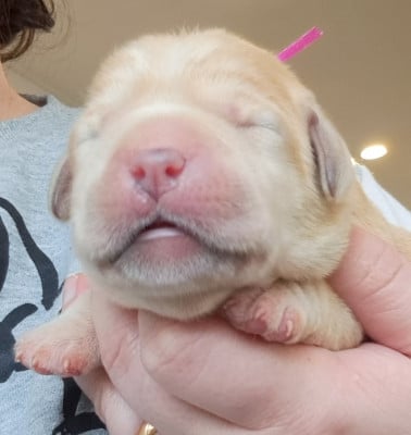 Les chiots de Labrador Retriever