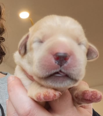 Les chiots de Labrador Retriever