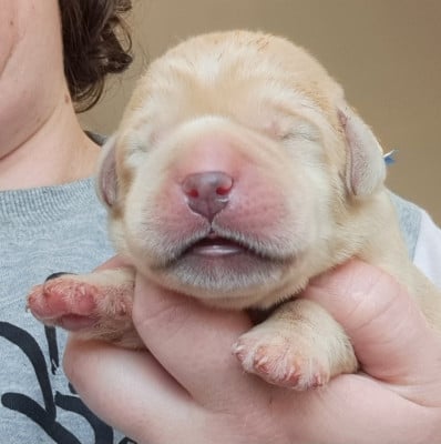 Les chiots de Labrador Retriever
