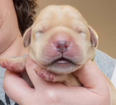 Les chiots de Labrador Retriever