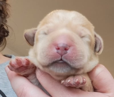 Les chiots de Labrador Retriever