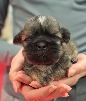 Les chiots de Shih Tzu
