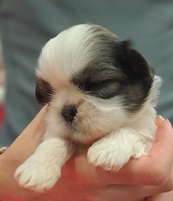 Les chiots de Shih Tzu