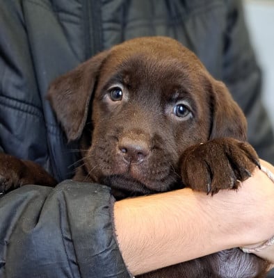 Les chiots de Labrador Retriever