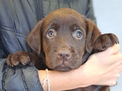 Les chiots de Labrador Retriever