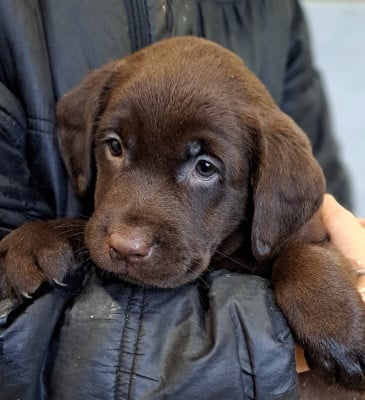 Les chiots de Labrador Retriever