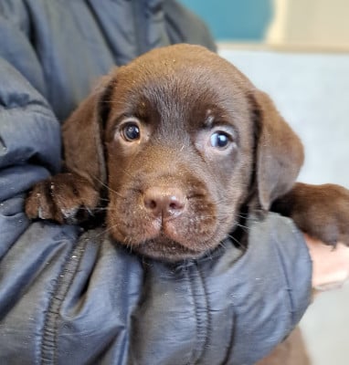 Les chiots de Labrador Retriever