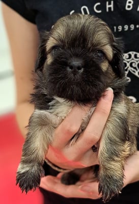 Les chiots de Shih Tzu