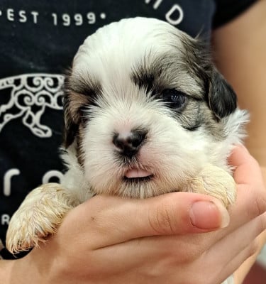 Les chiots de Shih Tzu