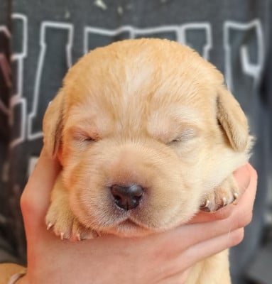 Les chiots de Labrador Retriever