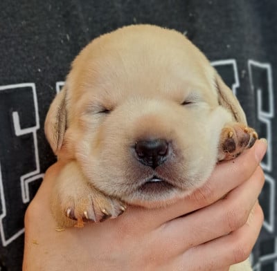 Les chiots de Labrador Retriever