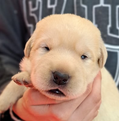 Les chiots de Labrador Retriever