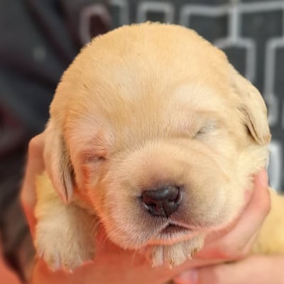 Les chiots de Labrador Retriever