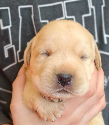 Les chiots de Labrador Retriever