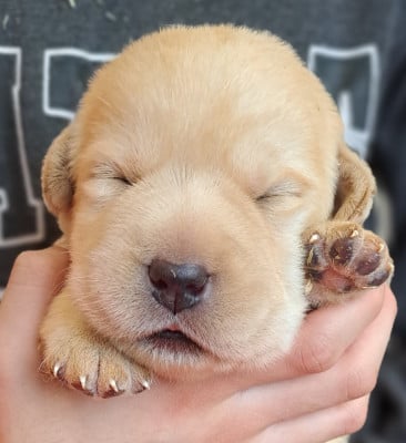 Les chiots de Labrador Retriever