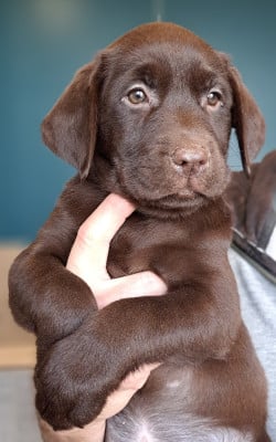 Les chiots de Labrador Retriever