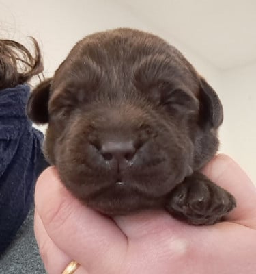 Les chiots de Labrador Retriever