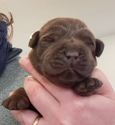 Les chiots de Labrador Retriever