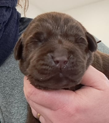Les chiots de Labrador Retriever
