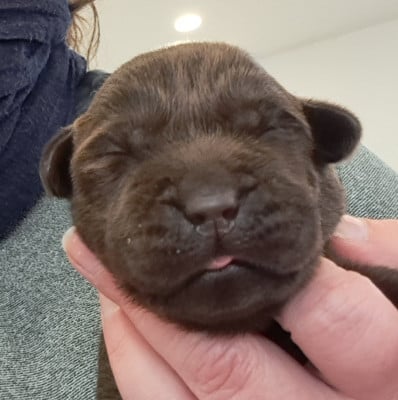 Les chiots de Labrador Retriever